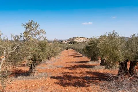 Olive grove Stock Photos