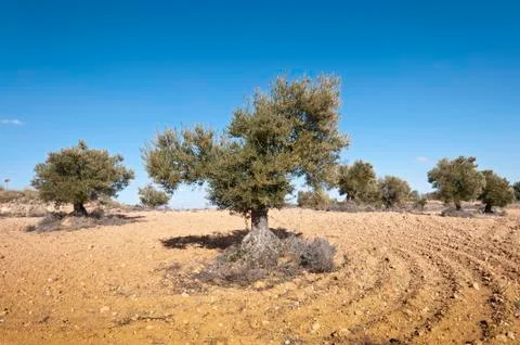 Olive grove Stock Photos