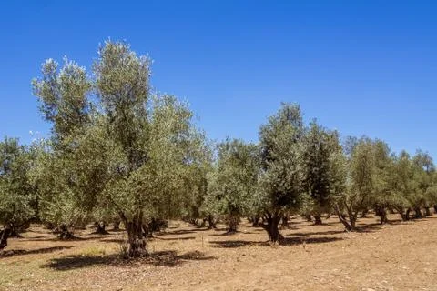 Olive grove Foto stock