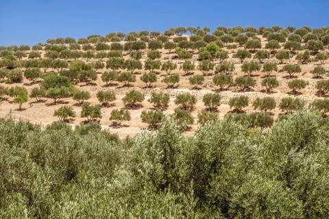Olive grove Stock Photos
