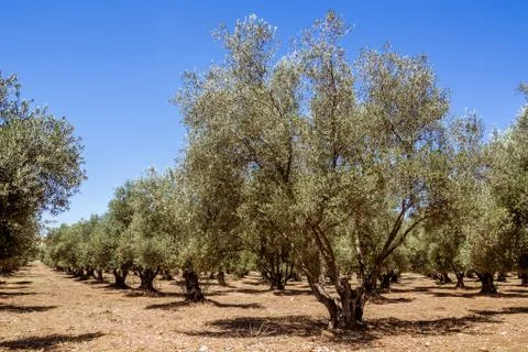 Olive grove Stock Photos
