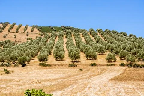 Olive grove Stock Photos