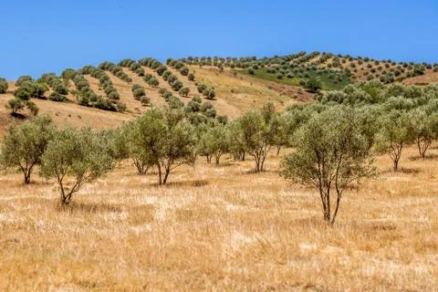 Olive grove Stock Photos