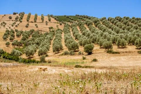 Olive grove Stock Photos