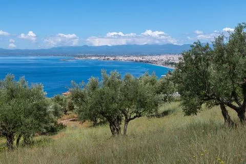 Olive Grove Stock-Fotos