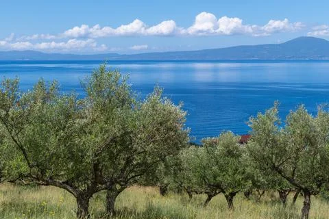 Olive Grove Stock-Fotos