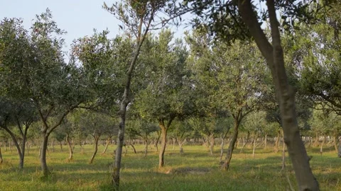 Olive grove, showing rows of olive trees with green leaves growing in a gra.. Stock Footage 321533020