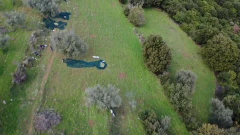 Olive Grove on Sloping Mediterranean Hill with Harvest Nets and Workers Stock Footage 343994035