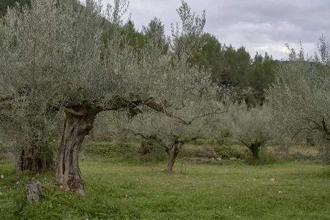 An olive grove in spring Stock Photos
