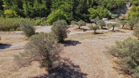 Olive grove in summer showcasing trees amidst sunny countryside landscape Stock Footage 290092190