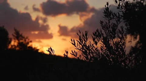 An olive grove at sunset Stock Footage 68612650
