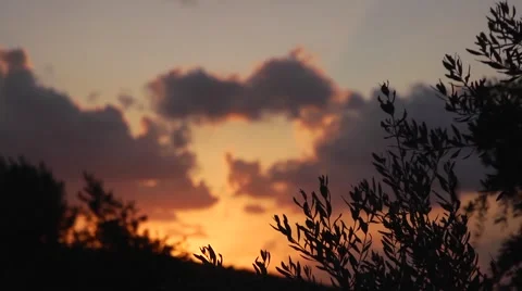 An olive grove at sunset Stock Footage 68612717