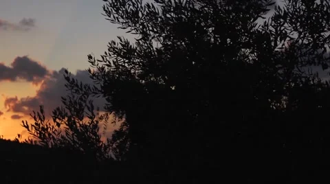 An olive grove at sunset Stock Footage 68612949