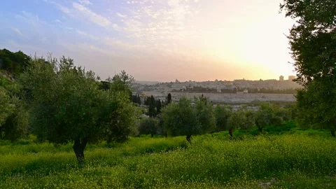 Olive Grove sunset; Mt Olives, Jerusalem Israel 4K Stock Footage 151522717