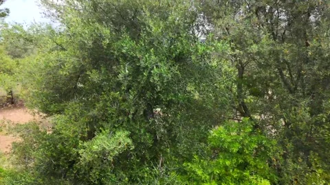 Olive grove surrounded by hills on the train route from Palma to Soller. Stock Footage 284221130