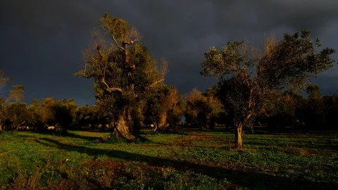 Olive Grove Before a Thunderstorm (Rainbow) Stock Footage 123414013