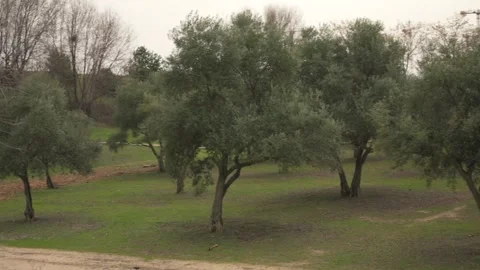 Olive grove trees on a green meadow 스톡 동영상 330074096