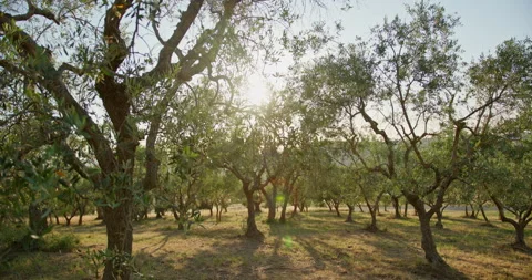 Olive grove trees in tuscany at sunset Stockbeeldmateriaal 340590266