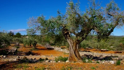 Olive grove,  typical landscape in Spain, Europe Stock Footage 99851185