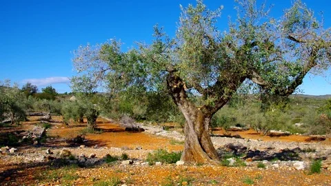 Olive grove,  typical landscape in Spain, Europe Vídeos de archivo 102118623