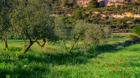 Olive grove,  typical landscape in Spain, Europe Stock Footage 159659650