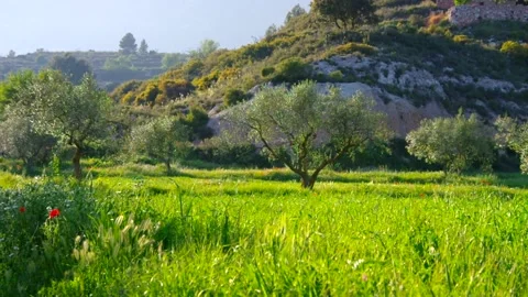 Olive grove,  typical landscape in Spain, Europe Stock Footage 219110143