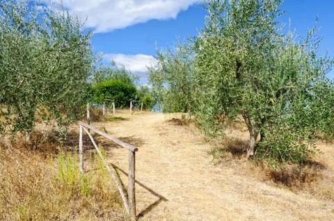Olive Grove - Uopini Stock Photos