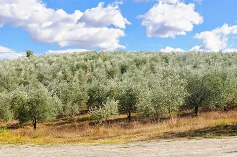 Olive grove - Uopini Stock Photos
