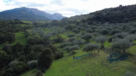 Olive Grove Valley Surrounded by Mountains and Forest in Rural Greece Stock Footage 343994262