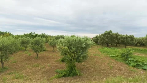 Olive grove view from moving car window green trees rural agriculture landscape Video stock 339819238