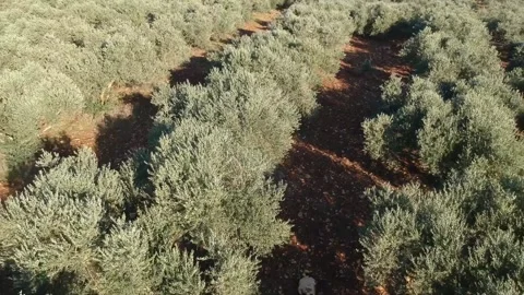 Olive groves aerial view  Stock Footage 144897437