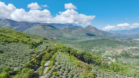 Olive groves and fields over Road E45, Castrovillari, Cosenza, Calabria, Italy 스톡 동영상 294952436