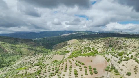 Olive groves and fields over Road E45, Castrovillari, Cosenza, Calabria, Italy 스톡 동영상 294953221