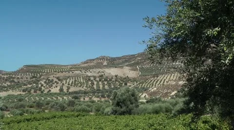 Olive groves in Greece Stockbeeldmateriaal 8992539