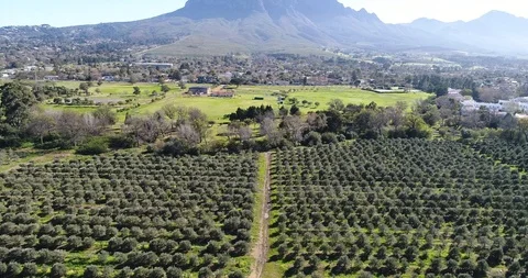 Olive groves with mountain backdrop Stock-Footage 100630406