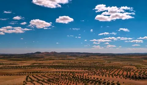 Olive groves Stock Photos