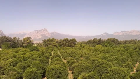 Olive groves for the production of extra virgin olive oil in Turkey. Stock Footage 297964728