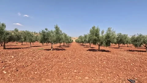 Olive groves in rows from the window of a moving car Stock Footage 283275747