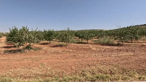 Olive groves in rows from the window of a moving car Stock Footage 342494405