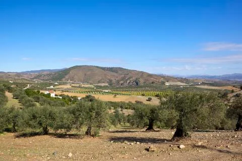 Olive growing in spain Stock Photos