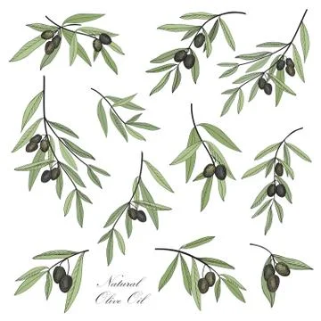 Olive. Hand drawn olive branch set. Stylish design elements coll Stock Illustration