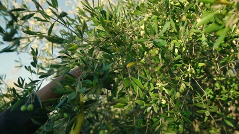 Olive harvest 2 prores Stock Footage 169581260