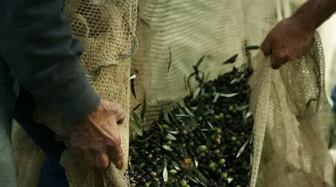 Olive harvest collecting olives Stock Footage