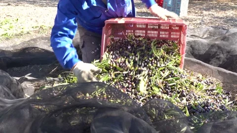 Olive harvest: Farmer with work clothes in the ground putting olives in a box Stock Footage 165813445