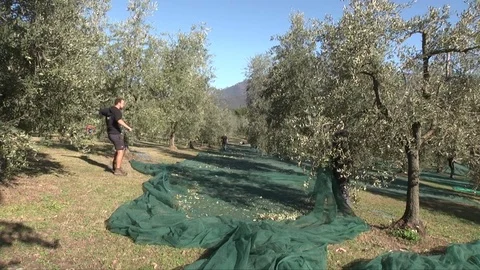 Olive harvest Stock Footage 84171087