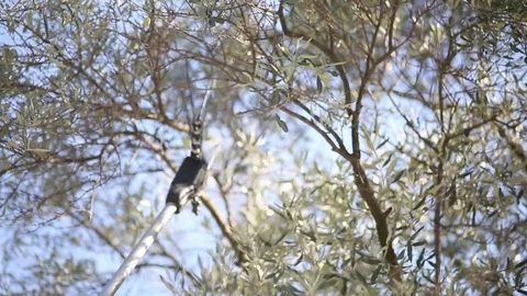 Olive Harvest Machine Closeup Stock Footage 83010890