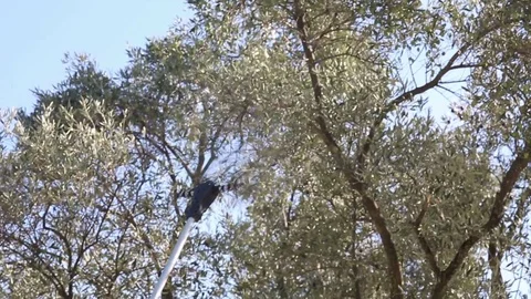 Olive Harvest Machine Closeup Stock Footage 83010892