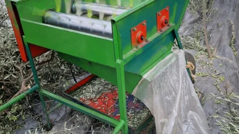 Olive Harvest Machine Separating Olives and Leaves – Modern Farm Process 8K Stock Footage 320357388