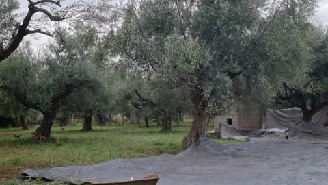 Olive Harvest Machine Separating Olives and Leaves – Modern Farm Process 8K 스톡 동영상 320423561