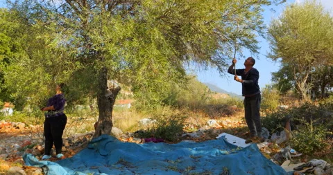 Olive harvest. Male knocks down the olives with a long stick, and they fall on a Stock Footage 221706306